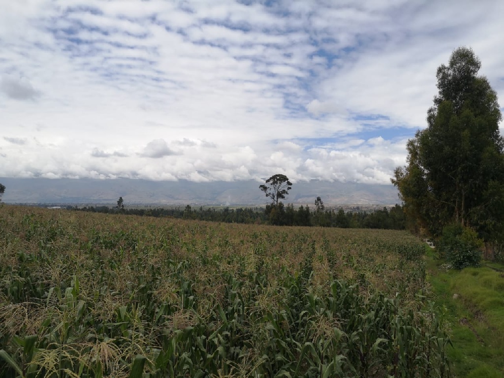 CC Muquiyauyo